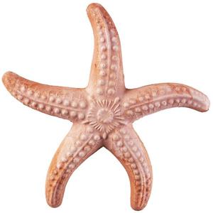 Tengeri csillag 17cm